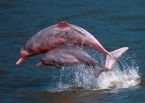 3D2N Amazon River, Pink Dolphin Tour dall'aeroporto di Iquitos